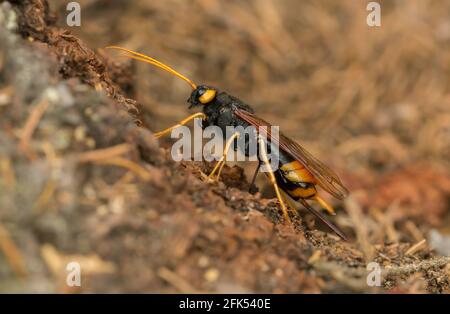 Femmina gigante woodwasp, Urocerus gigas uova di posa in legno di abete Foto Stock