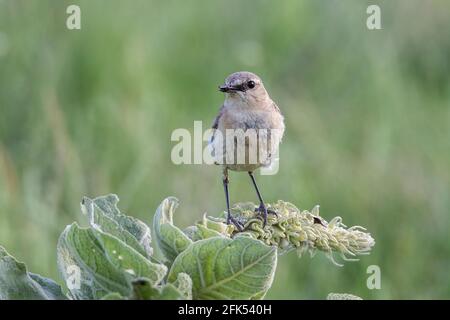 Isabellina, Oenanthe isabellina, singolo adulto appollaiato sulla vegetazione, Gabarevo, Bulgaria Foto Stock