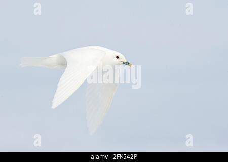 gabbiano d'avorio, eburnea di Pagophila, uccello singolo in volo sopra il pacco di ghiaccio, Oceano Artico, Svalbard, Norvegia Foto Stock