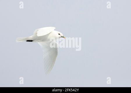 gabbiano d'avorio, eburnea di Pagophila, uccello singolo in volo sopra il pacco di ghiaccio, Oceano Artico, Svalbard, Norvegia Foto Stock