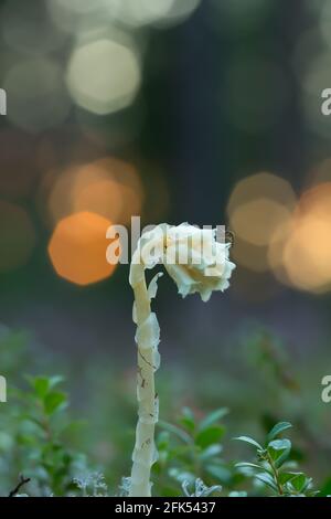 Dutchman's Pipe, Monotropa hypopitys Foto Stock