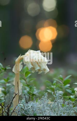 Dutchman's Pipe, Monotropa hypopitys Foto Stock