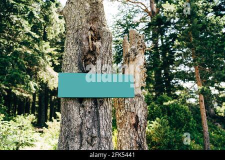 Cartello verde vuoto su un albero al centro di la foresta Foto Stock
