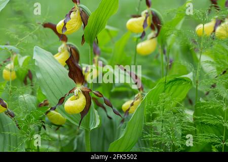 Orchidee da donna in fiore, Cypripedium calceolus Foto Stock