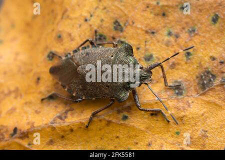 Schermo in bronzo, Troilus luridus su foglia di betulla in autunno Foto Stock