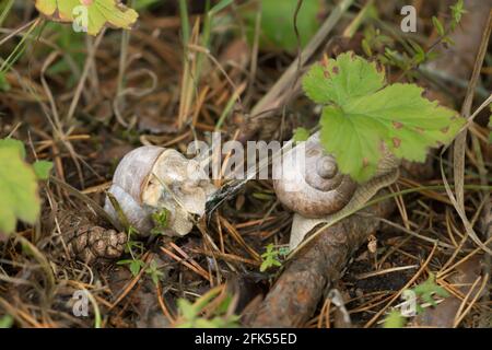 Lumache di burgundi commestibili, Helix pomatia in ambiente naturale Foto Stock