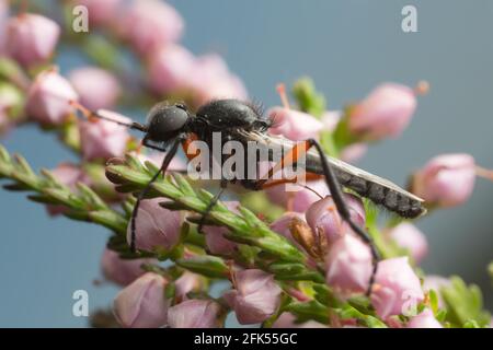 Macro foto di una mosca di marcia, Bibio su erica Foto Stock