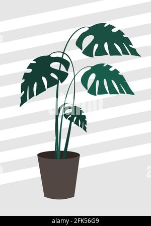 Monstera in una pentola sul pavimento. Pianta tropicale per interno. Illustrazione vettoriale. Illustrazione Vettoriale