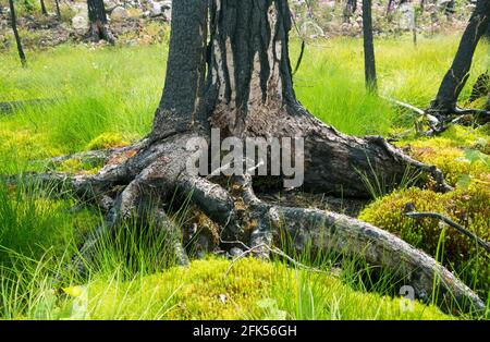 Albero di pino bruciato in ambiente umido dopo un incendio di foresta in svezia Foto Stock