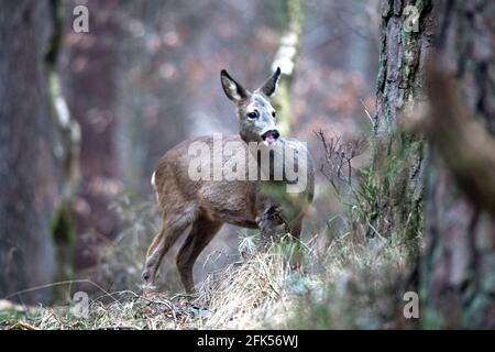 REH, Ricke im Wald, Rehe im Feuar, Foto Stock