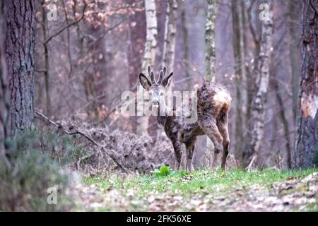 Rehe im Wald Foto Stock
