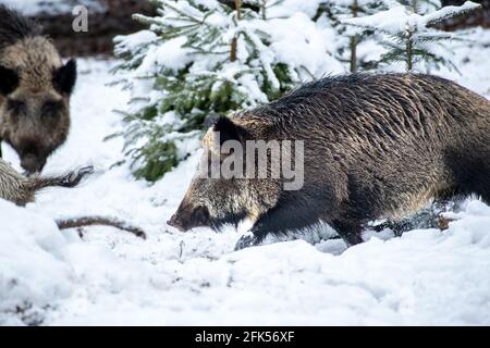 Sauen im Wald Foto Stock