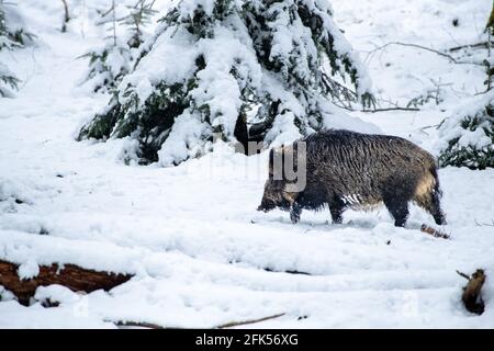 Sauen im Wald Foto Stock