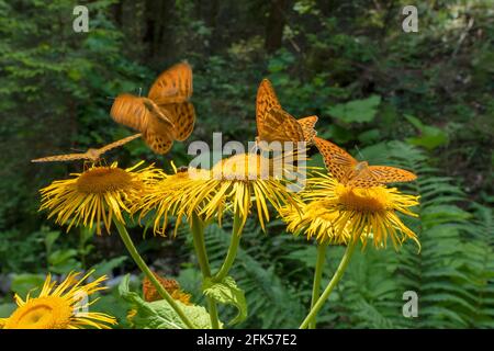 Der Schmetterling - Kaisermantel (Argynnis pafia) Foto Stock