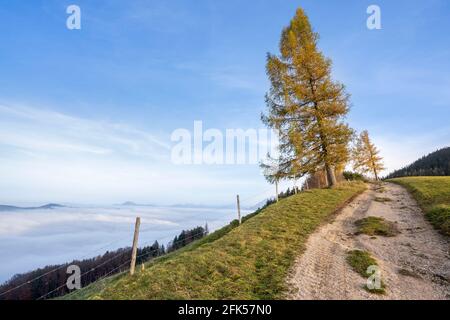 Im Herbst - Weg in Anger auf der Fürmann Alm Foto Stock