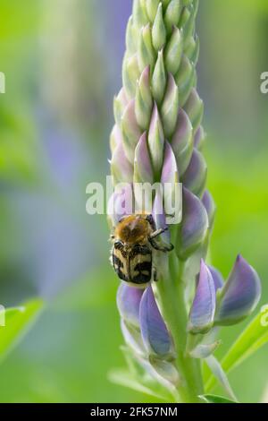 L'apetello dell'ape, il fasciatus di Trichius sul lupino Foto Stock