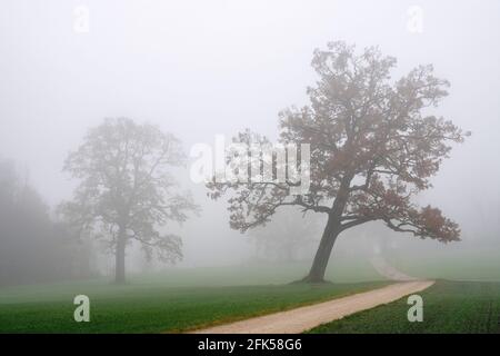 Herbstiche Nebellandschaft mit diesigen Eichen in der Ramsau zwischen Teisendorf E rabbia Foto Stock
