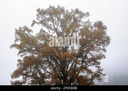 Herbstiche Nebellandschaft mit diesigen Eichen in der Ramsau zwischen Teisendorf E rabbia Foto Stock