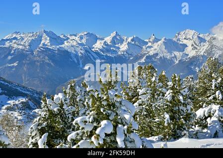 Neve fresca sugli alberi e le Alpi bernesi in Il contesto nel Cantone Vallese della Svizzera meridionale Foto Stock