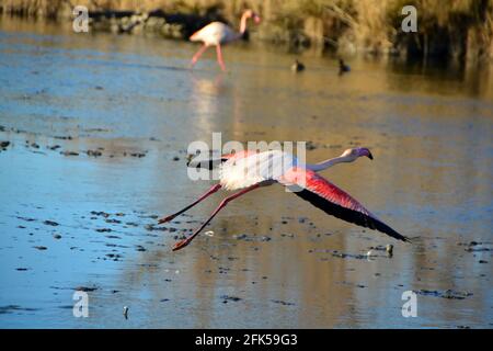 Un grande Flamingo che vola su una laguna Foto Stock