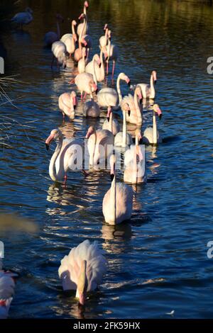 Un gregge di Flamingos guado in file Foto Stock