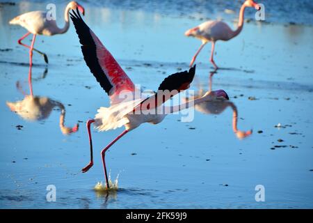 Un Flamingo Più Grande che corre sull'acqua Foto Stock