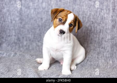 Puppy jack russell terrier seduto, guardando la fotocamera su uno sfondo grigio. Foto Stock