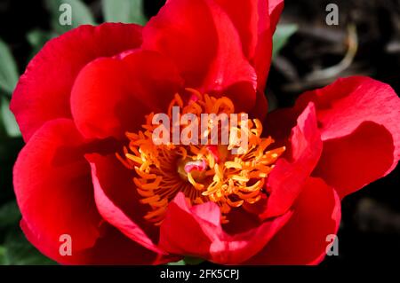 Peonia rossa in piena fioritura Foto Stock