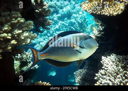 Pesce Surgeonfish su una barriera corallina nel Mar Rosso Foto Stock