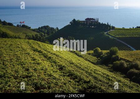 Txakoli vigneti di vino bianco, Getaria, Spagna Foto Stock