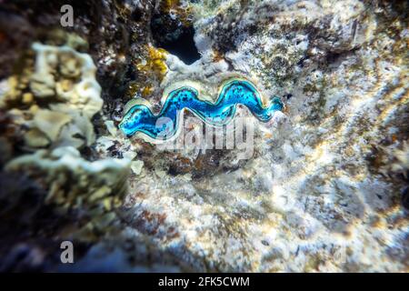 Clam gigante scanalato nella barriera corallina tropicale Foto Stock