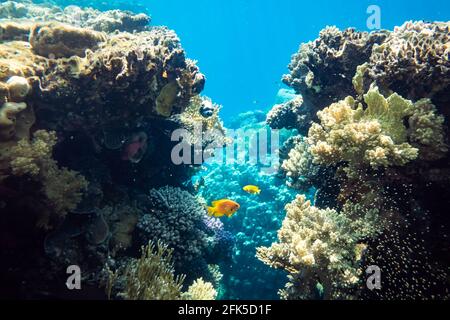 Il pesce di Sea goldie si accoppia con le sue friggete Foto Stock