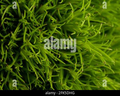 Bella erba che proviene dall'America, specificamente il New Mexico. I ponytail sono una varietà compatta e più bassa di questa erba ornamentale. Messa a fuoco selettiva, DOF Foto Stock