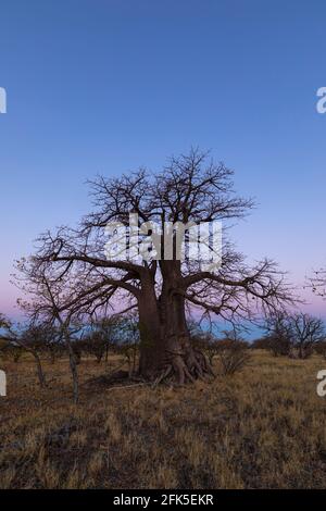 Grande baobab solone dopo il tramonto sull'isola di Kukonje Foto Stock