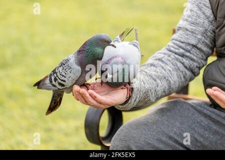 Northampton, Regno Unito. 28 aprile 2021. Gary Stone un papà locale alimenta i piccioni ogni sera ad Abington Park. Credit: Keith J Smith./Alamy Live News Foto Stock