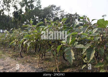 campo di raccolta dell'agricoltura vegetale delle melanzane. Foto Stock