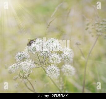 Soffici bagliore al sole su un bianco selvaggio cespuglio fiorito con un'ape Foto Stock