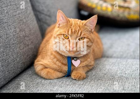 gattino di 8 mesi sdraiato sul divano Foto Stock