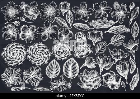 Set vettoriale di fiori di gesso, fiori di prugne, fiori di pesca, fiori di sakura, fiori di magnolia, camellia japonica Illustrazione Vettoriale