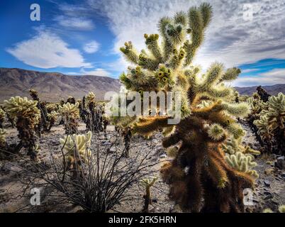 Cholla ovunque! C'è un grande parcheggio qui e un piccolo sentiero, ma c'è molto spazio tra i cactus per passeggiare. Basta essere super attenti! Foto Stock