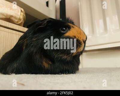 Guinea Pig, Casa PET, roditore Foto Stock