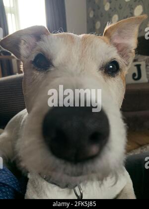 Jack Russell Terrier Foto Stock