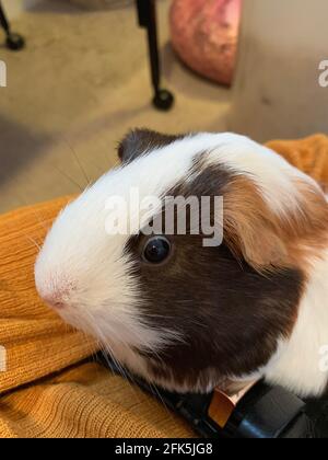 Guinea Pig, Casa PET, roditore Foto Stock