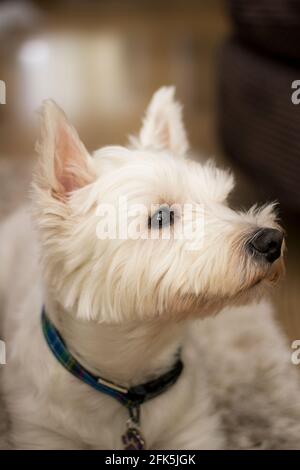 Westhighland Terrier Foto Stock
