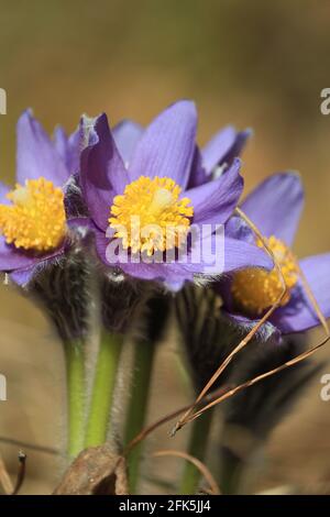 Pulsatilla patens, pasqueflower orientale, anemone di diffusione. Fiori della foresta primaverile con petali viola e lussureggianti centri gialli. Foto Stock