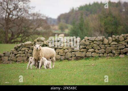 White Texel Continental Ewe pecora con agnelli gemelli a piedi Foto Stock