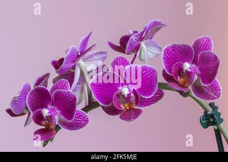 3 x Phalaenopsis Blume Falena Orchidea Rosa Bianco Viola Colore
