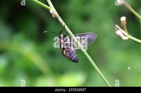 Una falena vespa con strisce arancioni sull'addome sul tronco di una piccola pianta, primo piano in primo piano Foto Stock