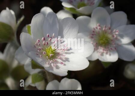 Giardino epatici bianchi Anemone hepatica (comune hepatica, liverwart, kidneywort, pennywort), Hepatica rivelato in primavera in giardino. Foto Stock