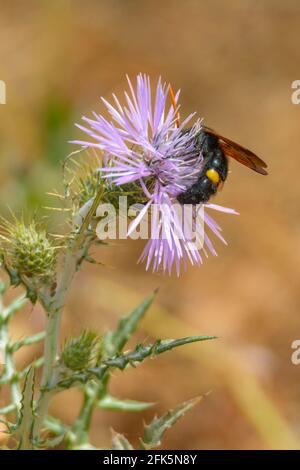 wasp, ape nera gigante (Scolia hirta) che si nuota su fiore di un tistle viola selvatico Foto Stock